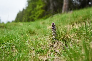 Blüten beim Wandern