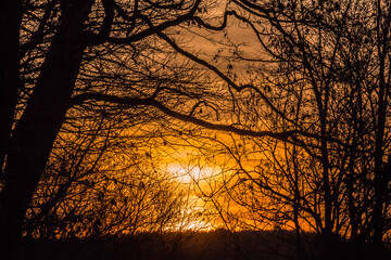 Silhouette von Bäumen im Sonnenuntergang