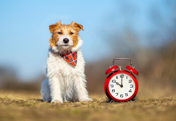 Obedient cute jack russell terrier dog puppy sitting in the grass with an alarm clock. Pet obedience training concept.