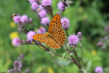 Schmetterling orange Falter Monarch Monarchfalter auf lila Blume