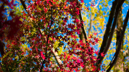 紅葉