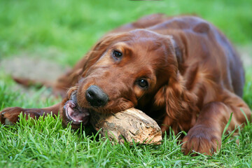 Cute irish red setter dog puppy chewing a wooden toy, cleaning plaque from his teeth. Pet dental care, tartar prevention concept.