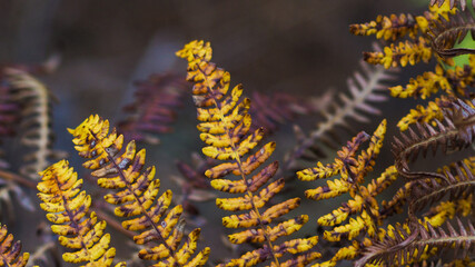 Paysage forestier des Landes, recouvert par d'innombrables fougères aux teintes de l'automne
