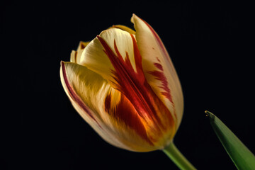 Eine Tulpenblüte auf Schwarzem Hintergrund