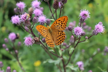 Monarchfalter Falter Schmetterling auf lila Blume