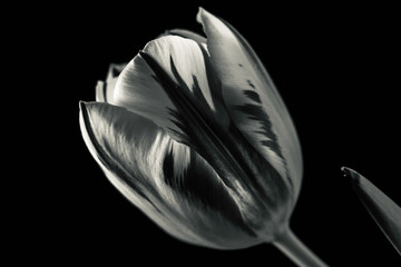 Schwarz weiß Fotografie von Tulpenblüten in Großaufnahme
