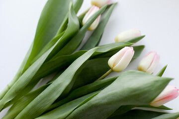 bouquet of tulips on the white background