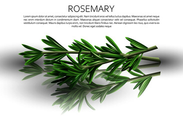 Culinary spices. Rosemary. Abstract vector illustration of rosemary sprigs on a light background with reflection. A blank for creativity.