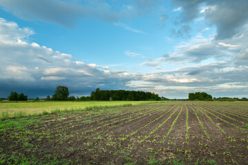 Field with sown corn, forest and clouds on the sky