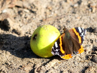 Pears fall and butterflies sit down