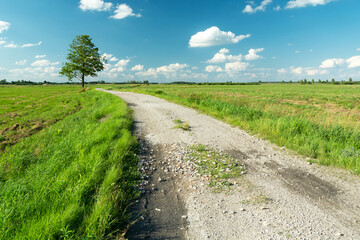 Fototapeta na wymiar A gravel road through a green meadow and a lonely tree on the horizon