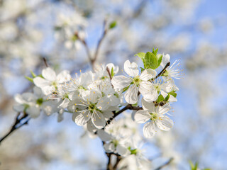 Tree branch in white flowers