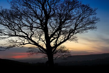 Obraz na płótnie Canvas Lone Tree Sunset