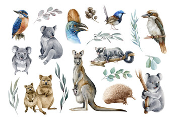 Australia animal and bird watercolor set. Hand drawn kangaroo, koala, kookaburra, echidna, kingfisher, cassowary, eucalyptus branch realistic collection. Astralia wildlife flora and fauna set. - obrazy, fototapety, plakaty