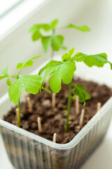 Ginkgo biloba tree seedlings at the window