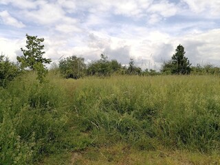 Obraz na płótnie Canvas Spring inspirations, green meadow full of grasses