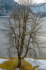 Big tree by lake