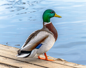 Fototapeta premium Duck near a lake