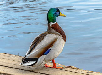 Duck near a lake