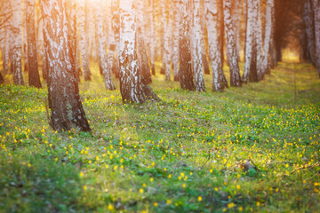 Spring park with birches trees and blossom yellow flowers in grass.