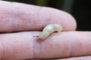 Slug on finger. Slime on finger. Closeup
