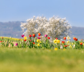Spring flowers with colorful red and pink tulips, yellow flowering wild daffodil against white tree blossoms on a sunny bright day