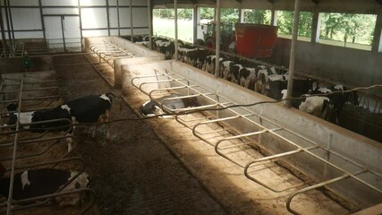 Just cows in the cowshed. Business as usual