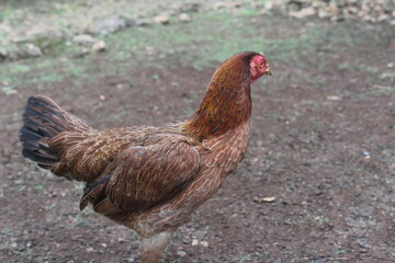 hen in the garden