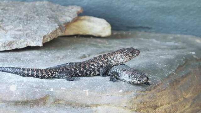 Cunningham's Spiny-tailed Skink Lizard Laying On Top Of Other On The Rock. - close up