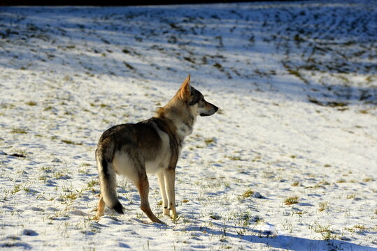 Tschechischer Wolfshund im Wald