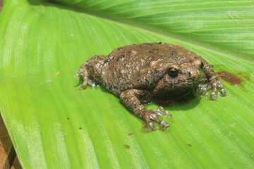 Brown bullfrog on a leaf