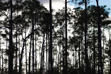 Sunset in the Pine Forest of Florida's Everglades National Park