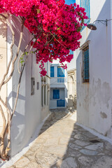 Traditional alley with a narrow street, whitewashed houses and a blooming bougainvillea  in pyrgos Tinos island, Greece.