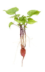 Germinated sweet potatoes isolated on white background