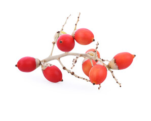 Colorful areca or betel palm fruit isolate on white.