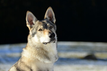 Tschechischer Wolfshund im winterlichen Wald