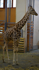 Somali Giraffe, commonly known as Reticulated Giraffe, in the zoo in Budapest