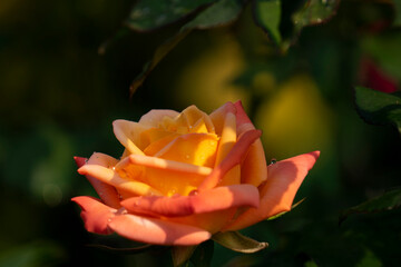 orange rose in garden