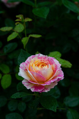 pink rose