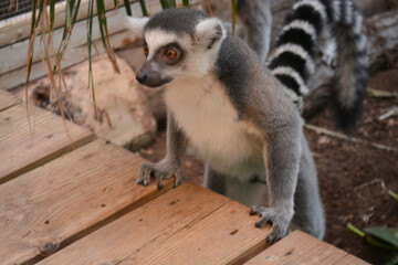 Lemur pushing against a wooden table in funny posture