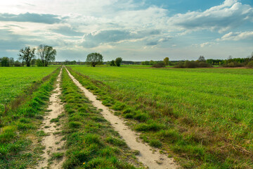 Fototapeta na wymiar Dirt road through green fields in eastern Poland