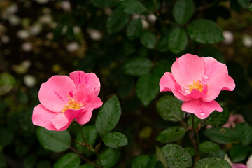 pink rose bush