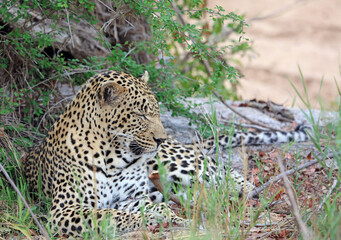 Close up of a Leopard resting among bushes, South Africa

