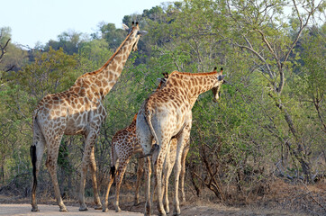 Naklejka na ściany i meble Four giraffes feeding, South Africa 