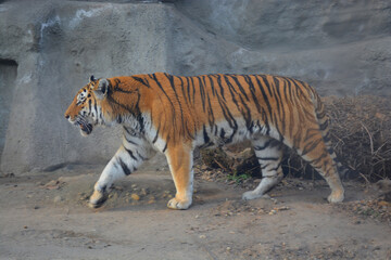 Tiger walking in the zoo in Budapest seen from near