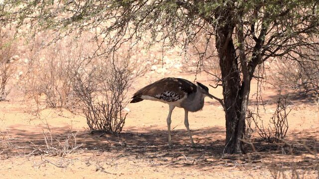 A Kori Bustard foraging and feeding under a pricky camel thorn tree in Kgalagadi Transfrontier Park - Kalahari Desert, Upington, South Africa.