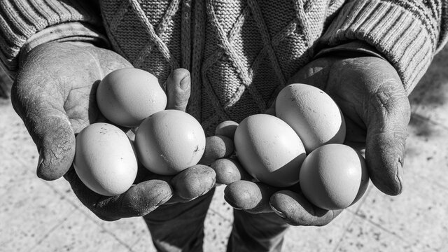 An old man is holding an egg and showing it. Natural product background. Black and white photo.