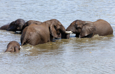 Fototapeta premium Group of male elephants cooling off in a water hole, South Africa 