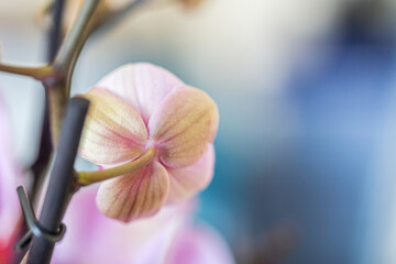 Back side of light pink orchid flower on twig, houseplant on blue turquoise blurred bokeh background. Macro. Place for text