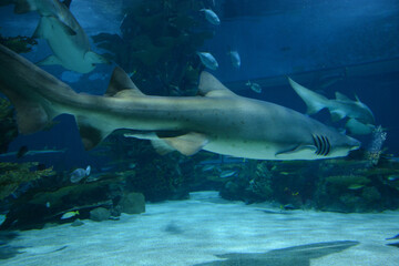 Fototapeta premium Shark silhouetted against blue water and sunlight Aquarium, Budapest